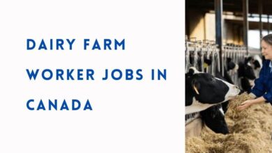 Dairy Farm Worker Jobs in Canada